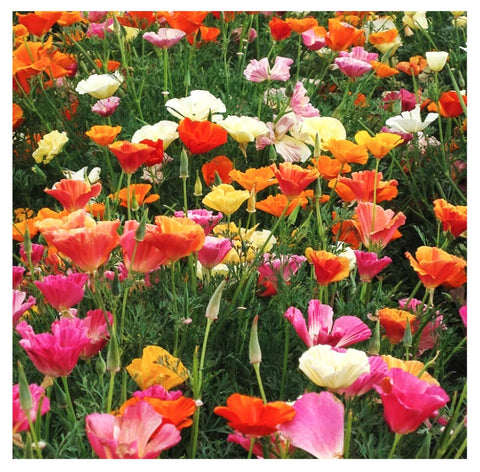 The Marde Ross Mission Bells poppy bloom closeup shows vibrant petals.