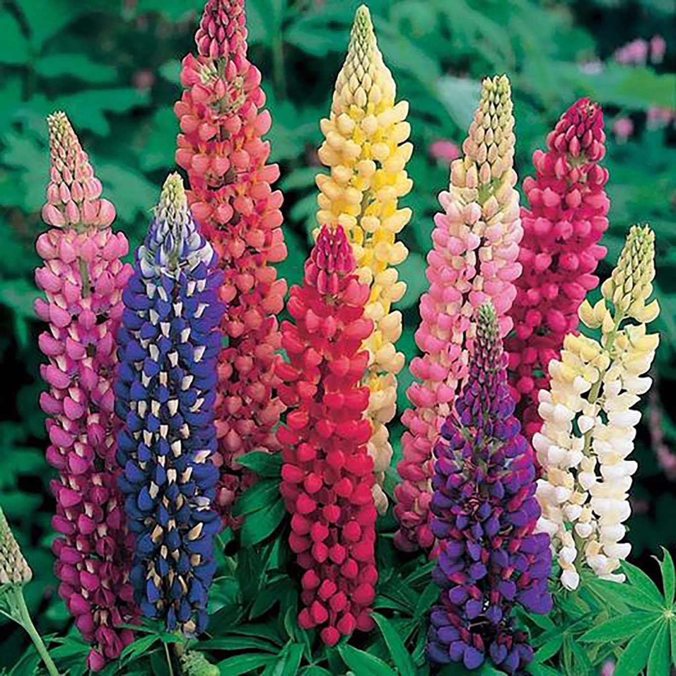 Marde Ross Lupines mixed colors brighten perennial borders and naturalized beds.