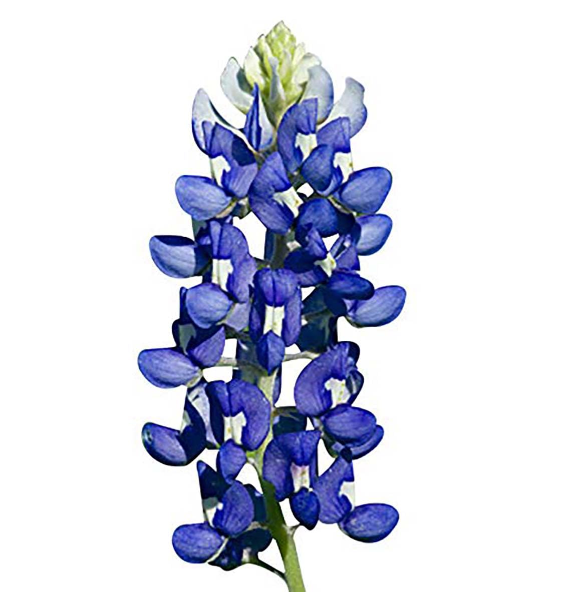 Marde Ross Lupines petals add vertical interest to cottage gardens.