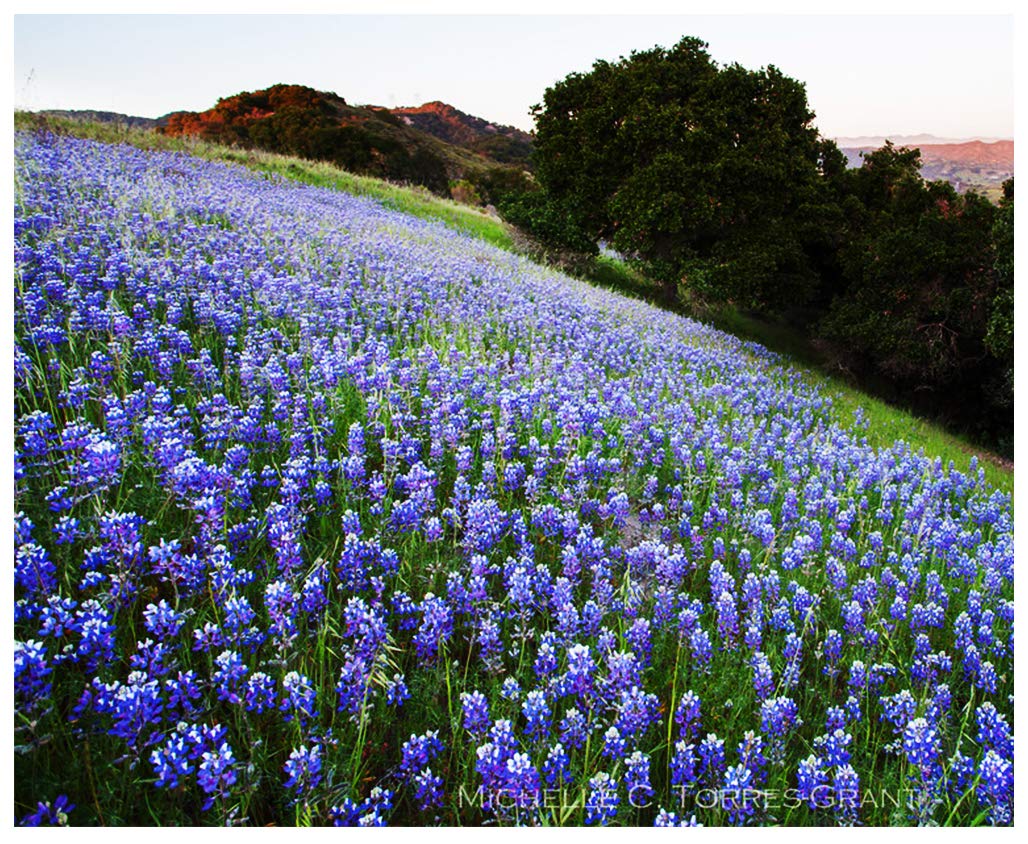 Marde Ross Lupines create colorful focal points in sunny landscapes.