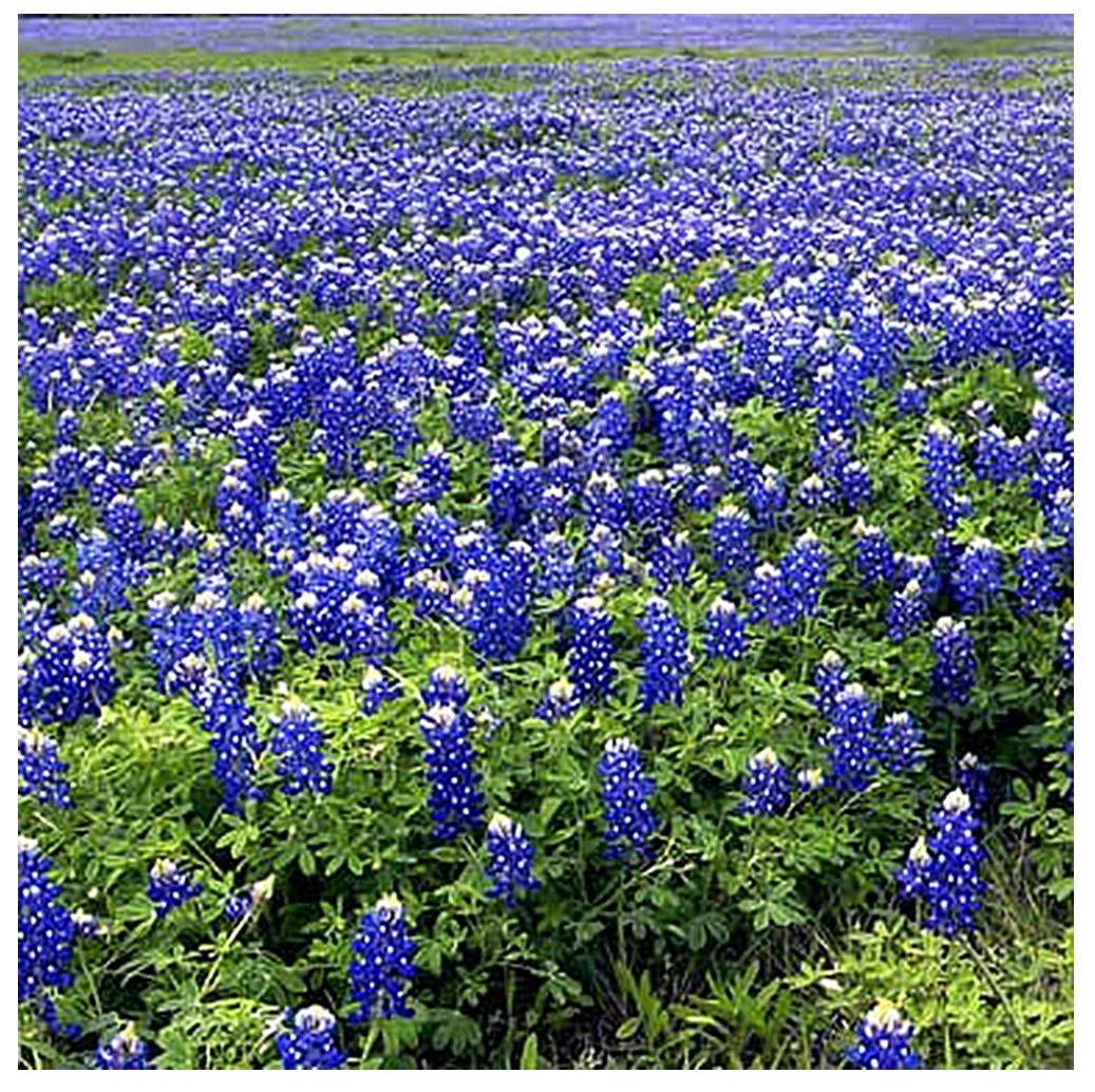 Marde Ross Mixed Lupines invite pollinators to bright borders.