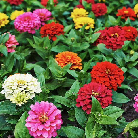 Marde Ross & Company mixed zinnias for outdoor planting add bright border color.