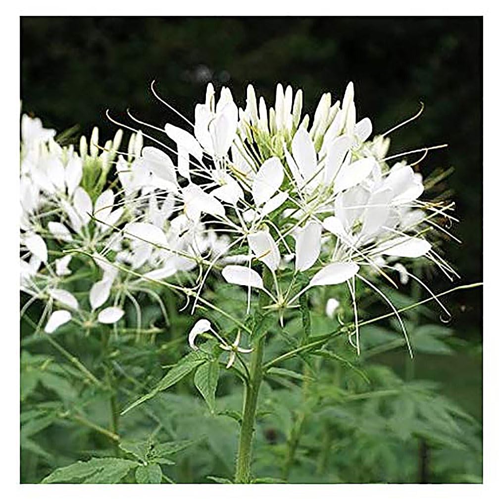 Nectar-rich cleome flowers attract monarch butterflies and other pollinators.