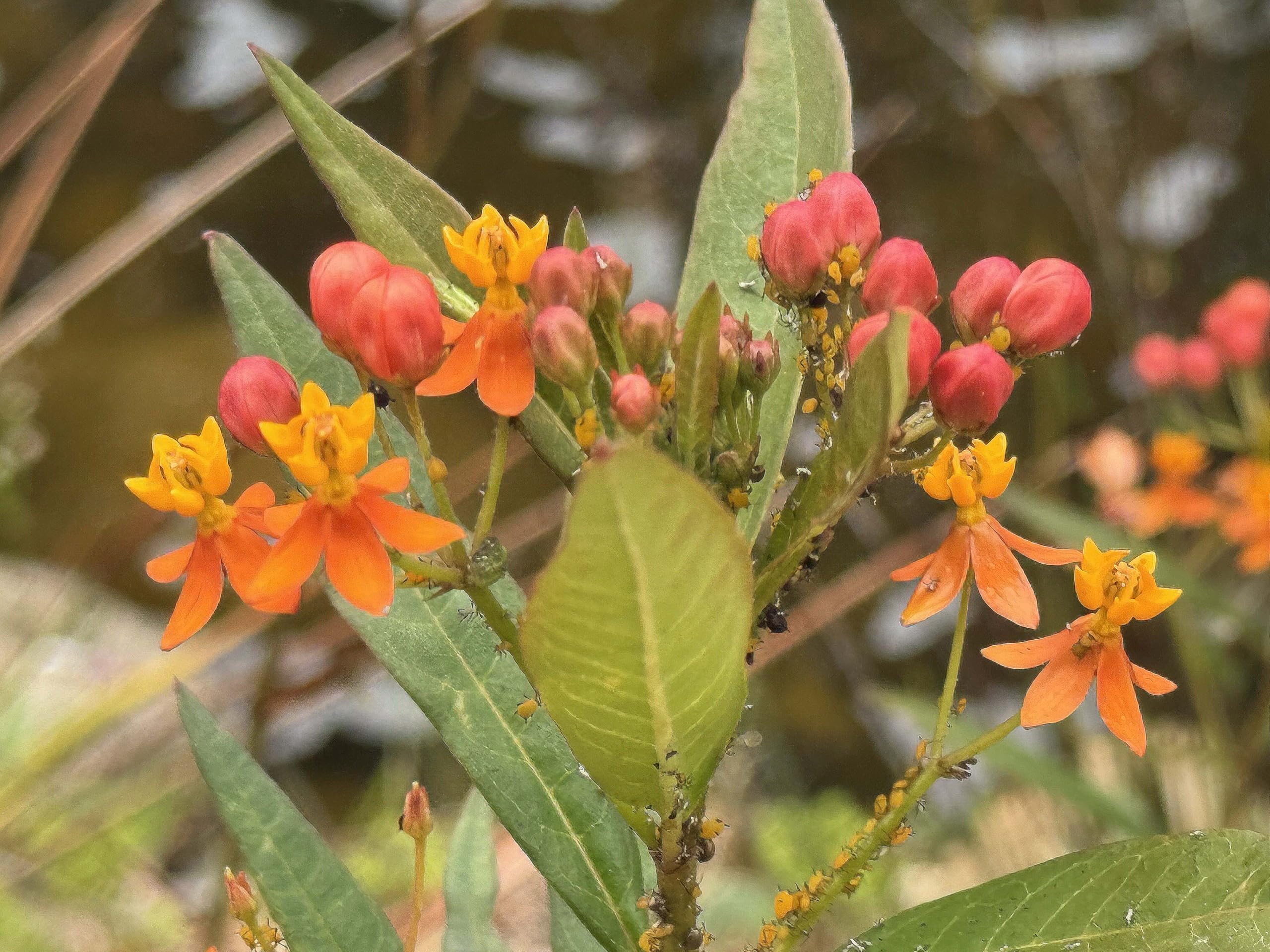 Marde Ross Monarch butterfly on milkweed, illustrating nectar source.