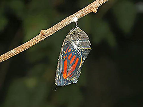 Monarch butterfly on Incarnata milkweed in a pollinator garden.