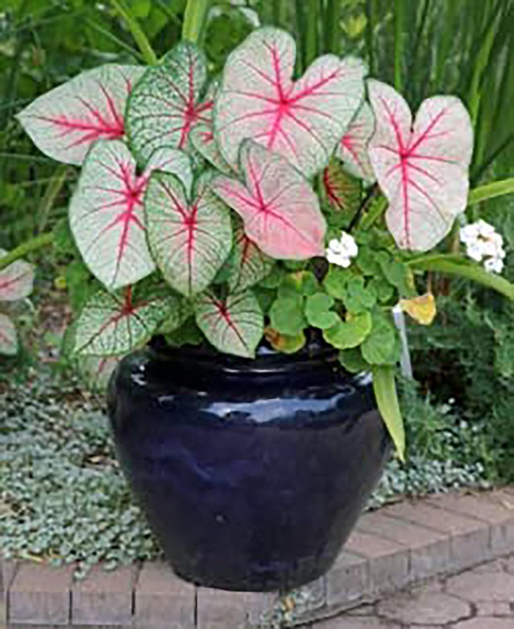 Marde Ross Moonlight caladium plants brighten garden borders with drama.