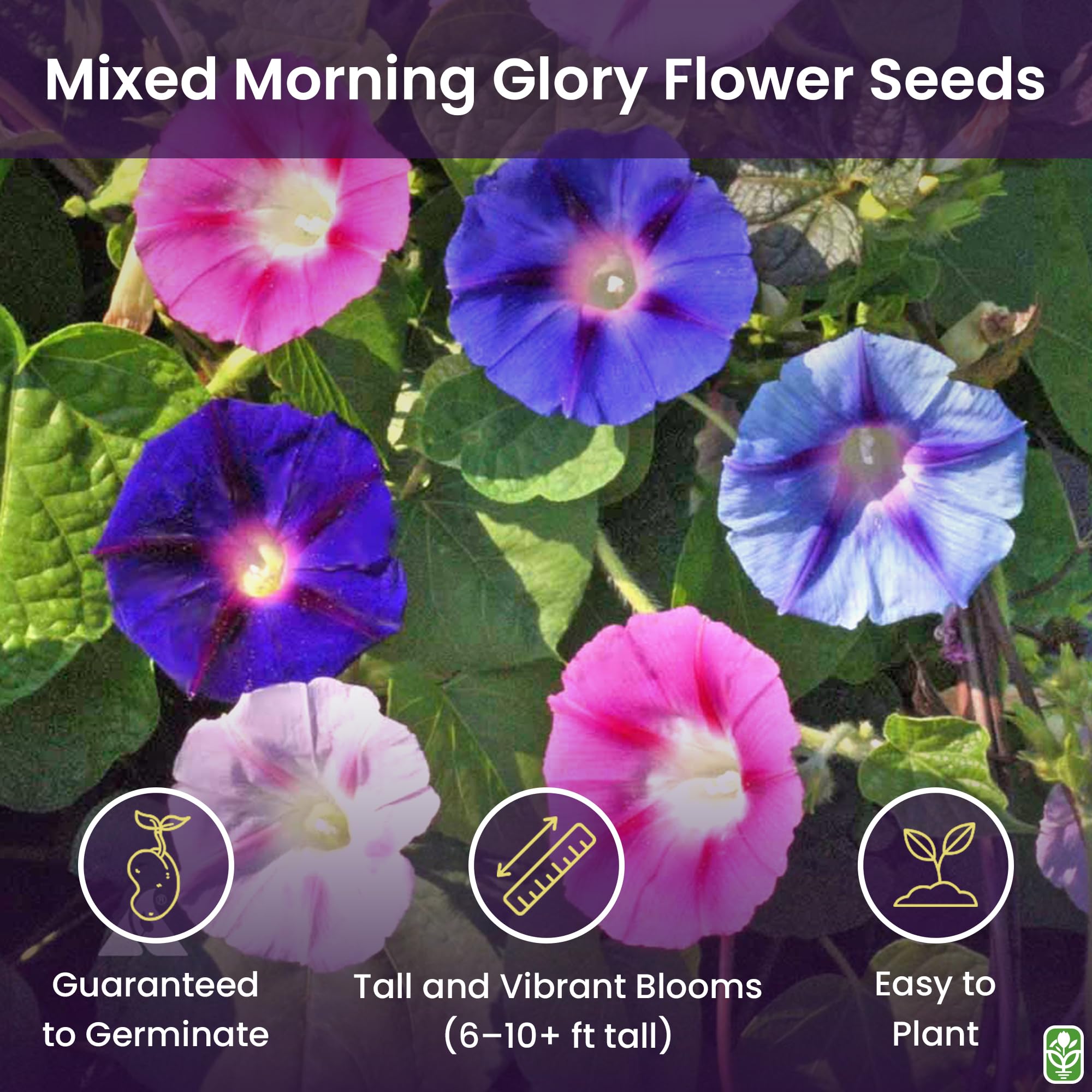 Marde Ross morning glory blue blossoms brighten arbors with fast-growing climbing vines.