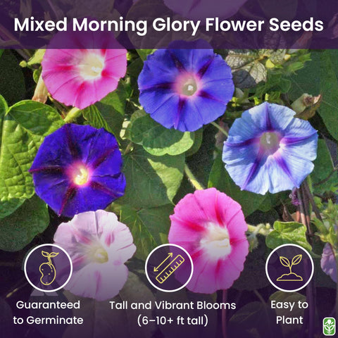 Marde Ross morning glory blue blossoms brighten arbors with fast-growing climbing vines.