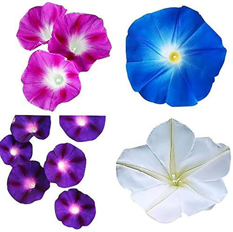 Marde Ross & Company morning glory mixed colors blooming along fences for dramatic vertical color.