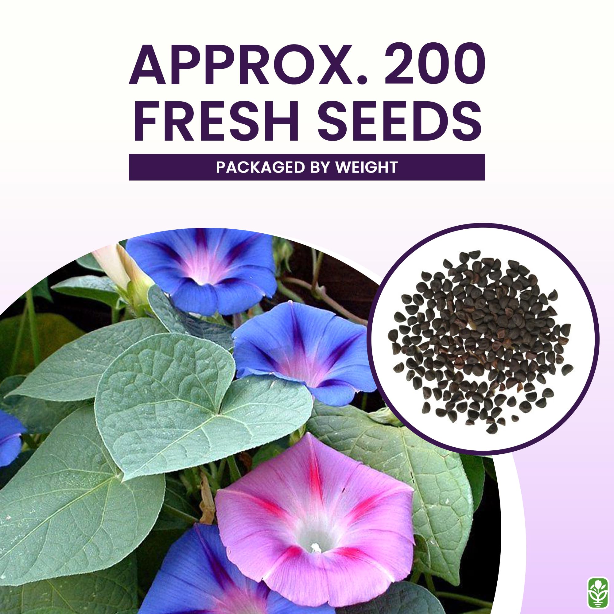 Marde Ross morning glory purple blooms cover trellises, creating lush wall of color.