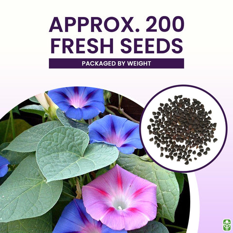 Marde Ross morning glory purple blooms cover trellises, creating lush wall of color.