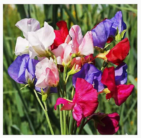 Marde Ross multi-color sweet pea flowers brighten borders.