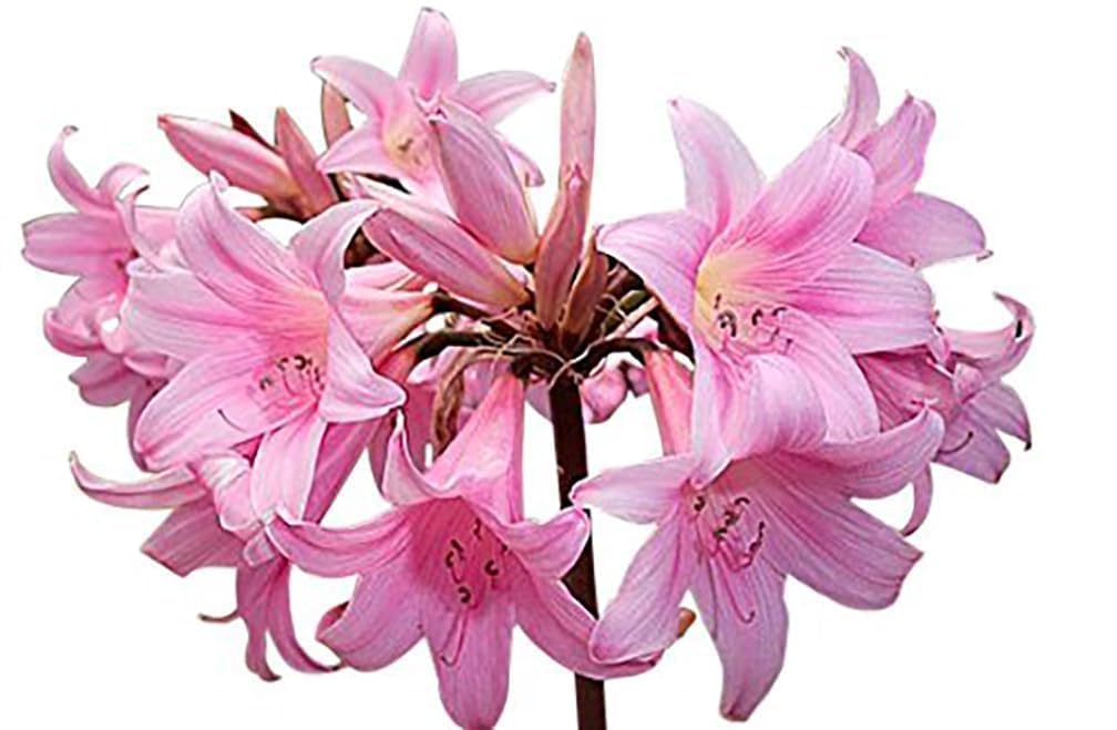 Marde Ross Naked Ladies Amaryllis bulbs—set of 3 ready for planting in sunlit beds.