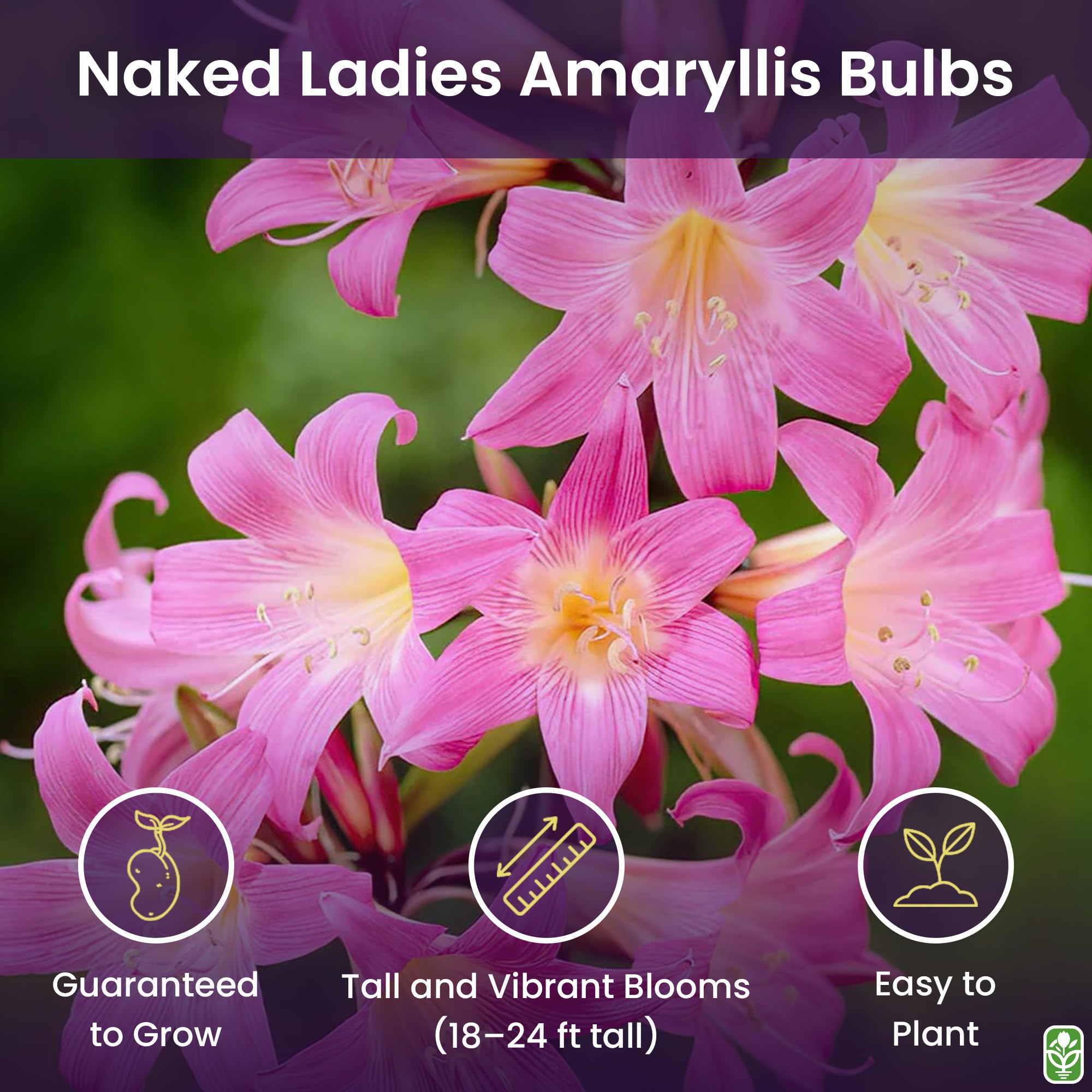 Marde Ross Naked Ladies Amaryllis pink blooms offer striking late-summer color.
