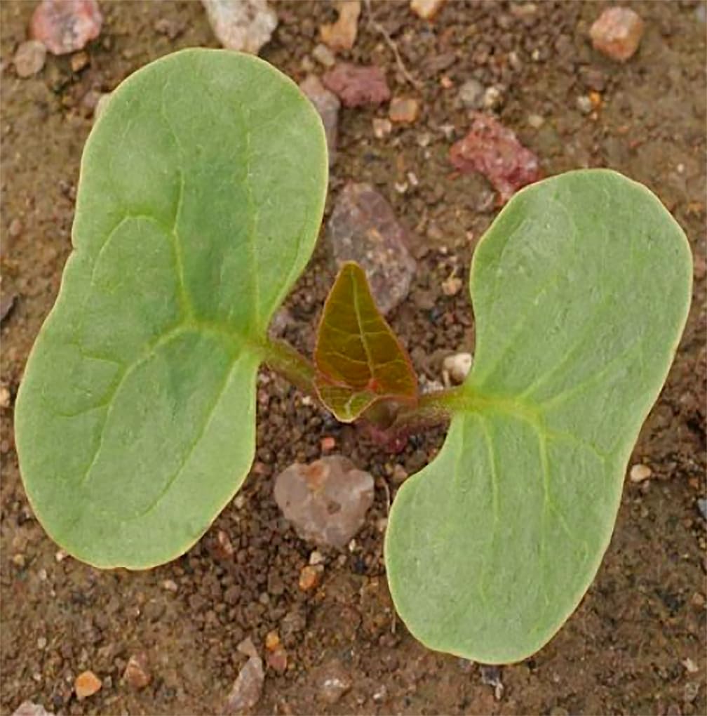 Marde Ross non-GMO Four O'Clock seed supports eco-friendly gardening.