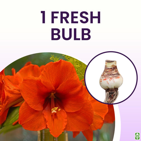 Marde Ross & Company orange sovereign amaryllis bloom close-up highlights vibrant petals and bold color.