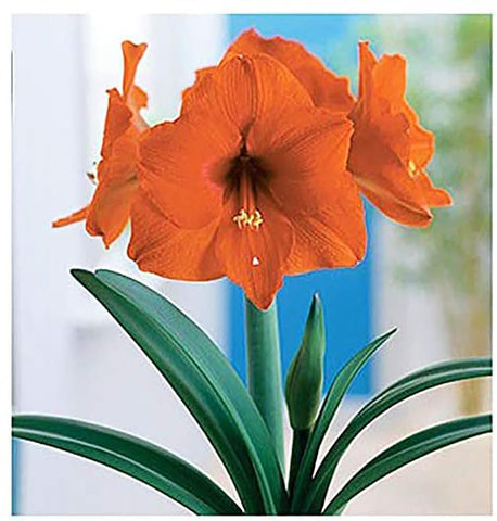 Marde Ross & Company orange sovereign amaryllis bulb ready for planting for seasonal color.
