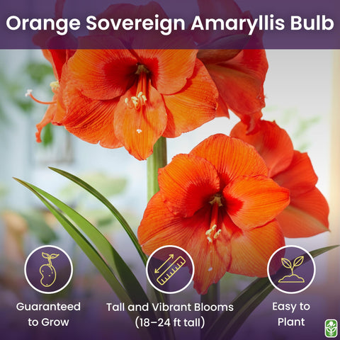Marde Ross & Company orange sovereign amaryllis tall stems reach 16-24 inches for vertical decor.
