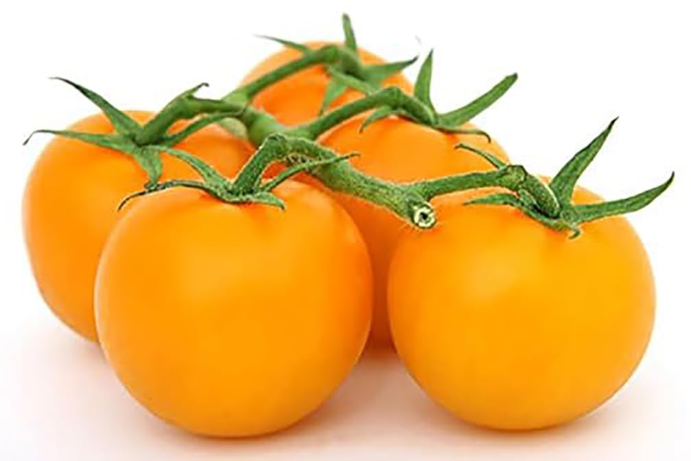 Golden Jubilee outdoor tomato plant growth with sturdy vines.