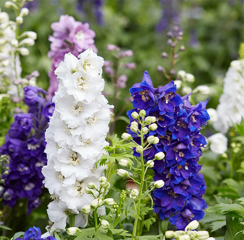 Pacific Giant Delphinium close-up showing blue white pink flowers