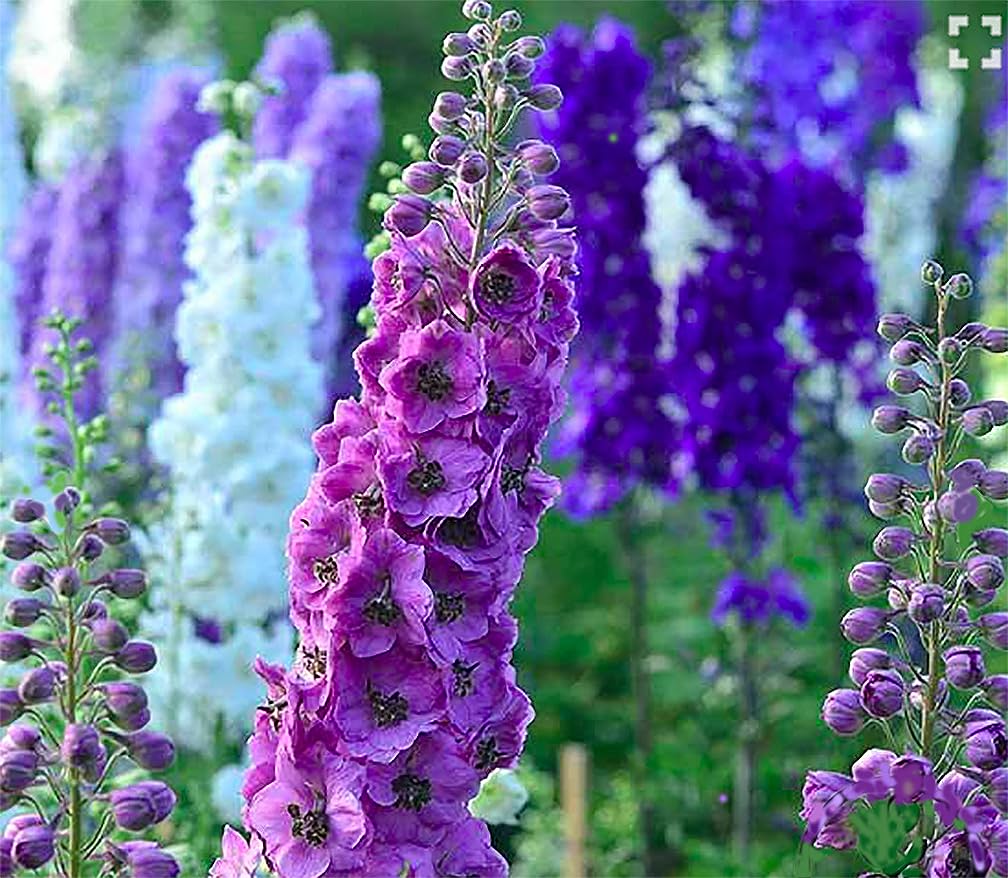 Marde Ross Pacific Giant Delphinium mixed blooms ideal for cutting