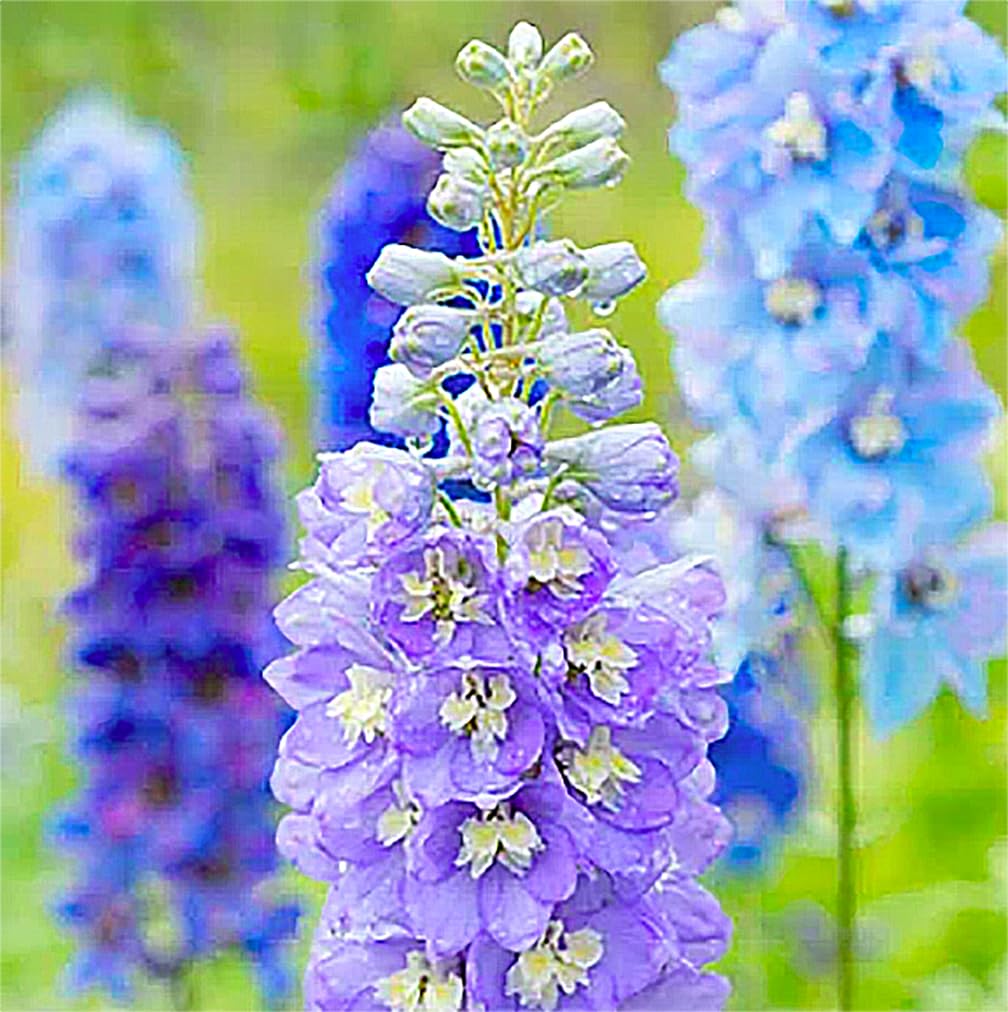 Marde Ross Pacific Giant Delphinium seeds ready for sowing