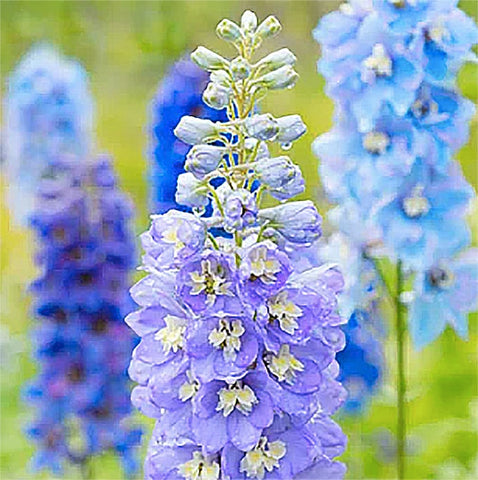 Marde Ross Pacific Giant Delphinium seeds ready for sowing