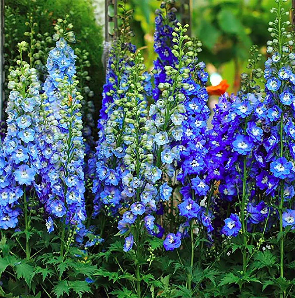 Tall 36-inch spikes create a dramatic garden backdrop
