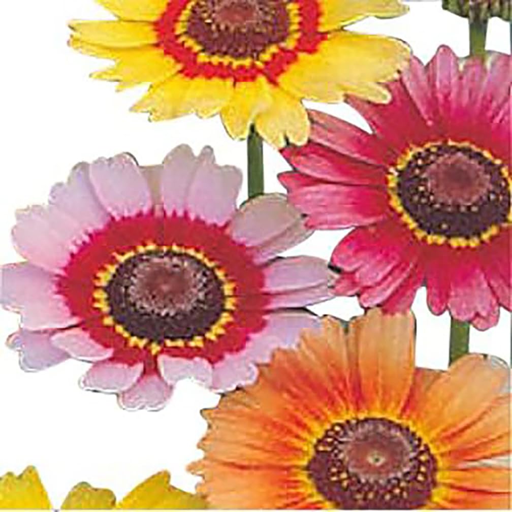 Marde Ross Painted Daisy blooming in a sunny bed for delightful color.
