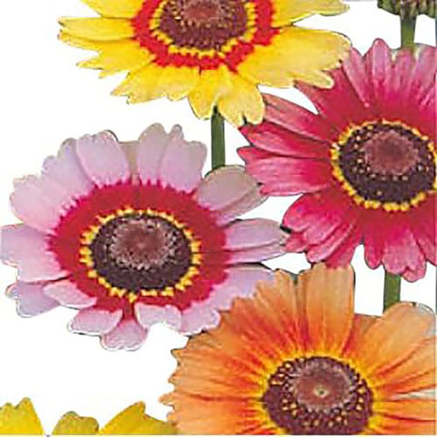 Marde Ross Painted Daisy blooming in a sunny bed for delightful color.
