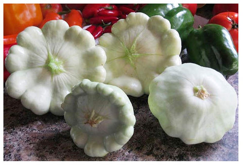 Marde Ross Heirloom Summer Scallop Blend Seeds closeup shows multicolored Patty Pan varieties