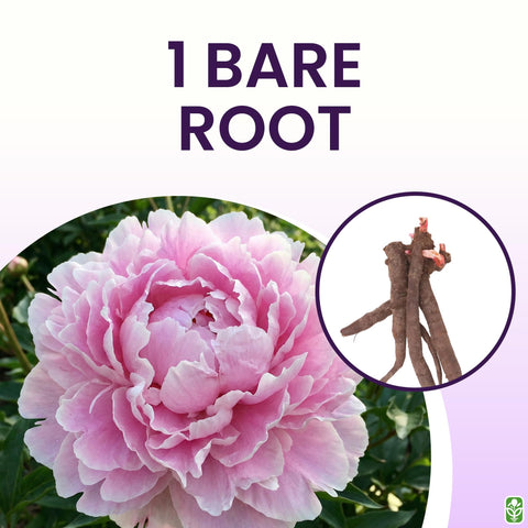 Marde Ross pink peony provides a stunning focal point in borders or beds.