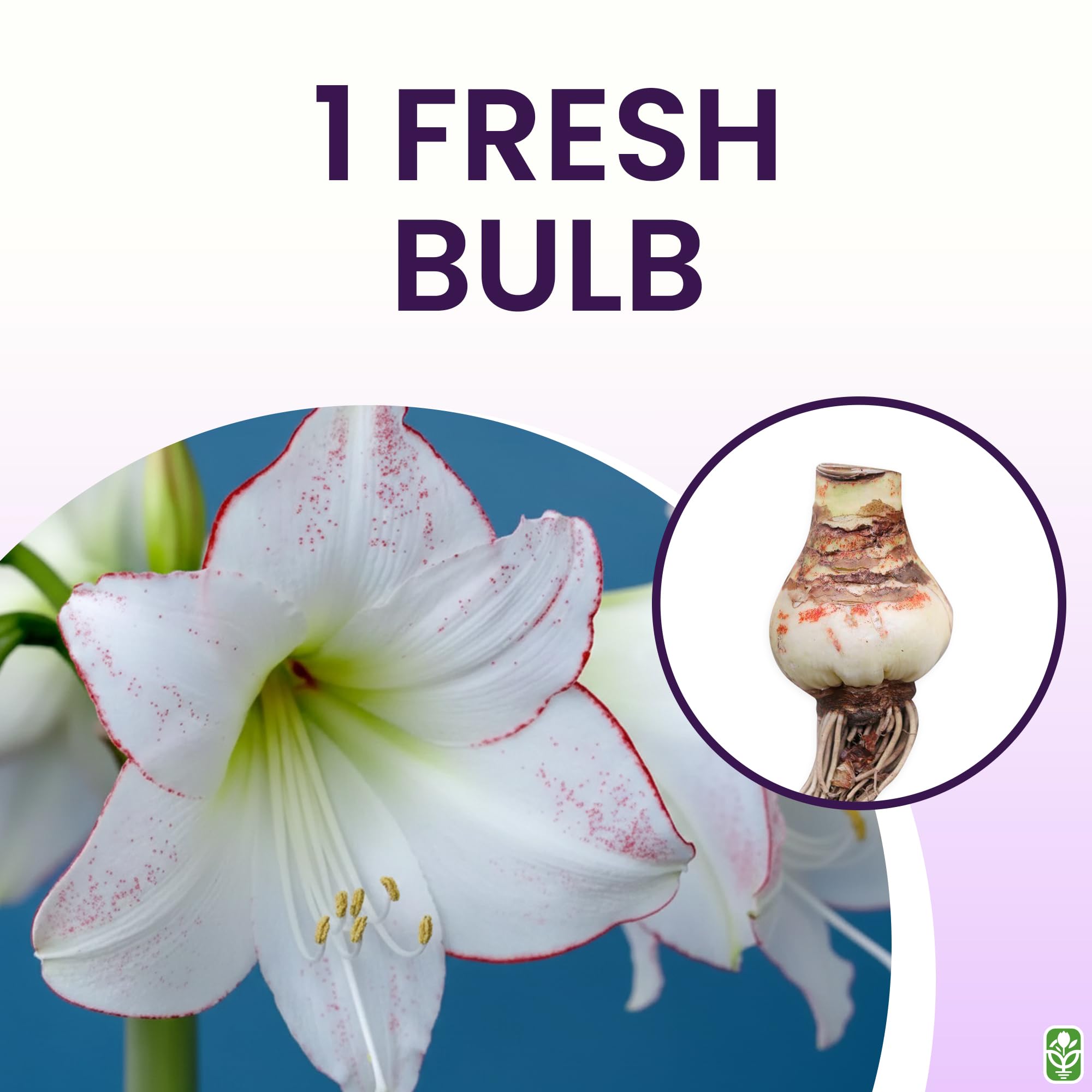 Marde Ross Picasso Amaryllis bloom with pink-edged petals ideal for seasonal décor.