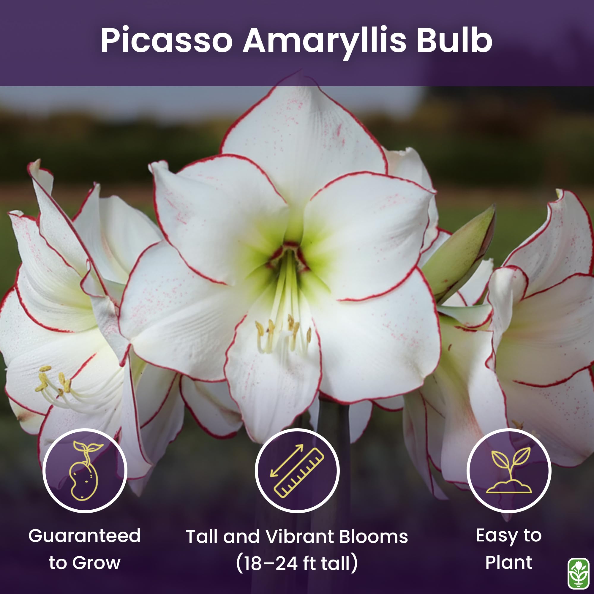Bare-root Picasso Amaryllis bulb ready for outdoor or indoor planting.