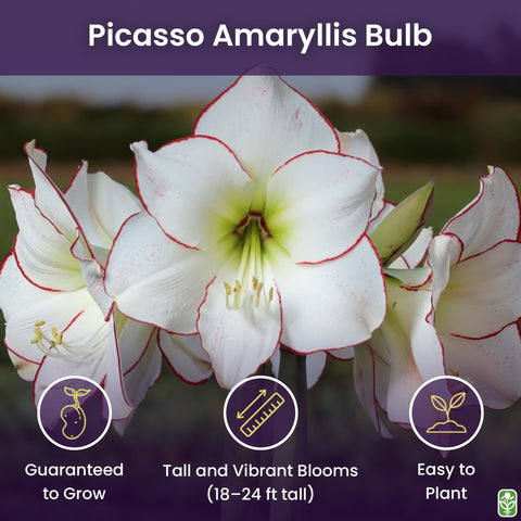 Bare-root Picasso Amaryllis bulb ready for outdoor or indoor planting.