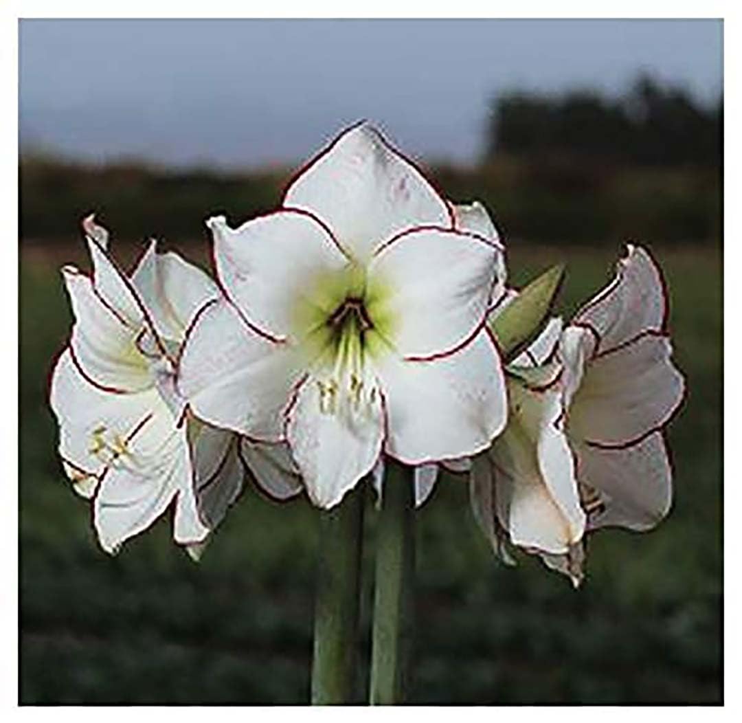 Marde Ross Picasso Amaryllis close-up of white petals with pink edges for elegant indoor displays.