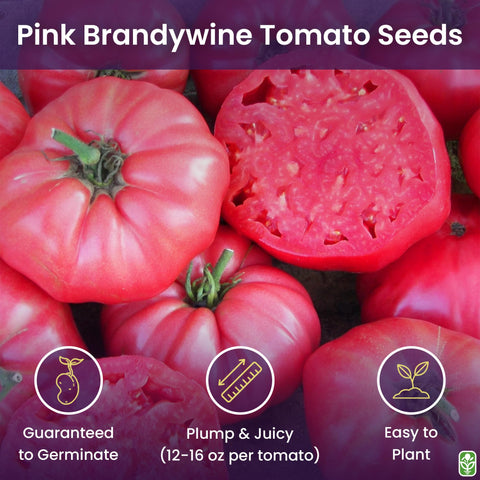 Marde Ross Pink Brandywine seeds germinating in warm soil