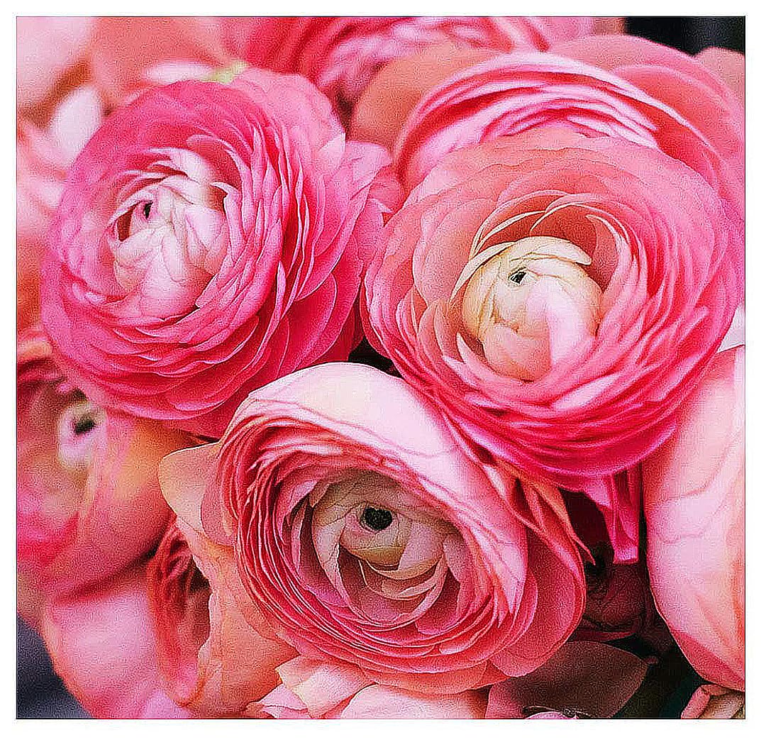 Marde Ross Pink French Ranunculus bloom closeup for vibrant spring color.