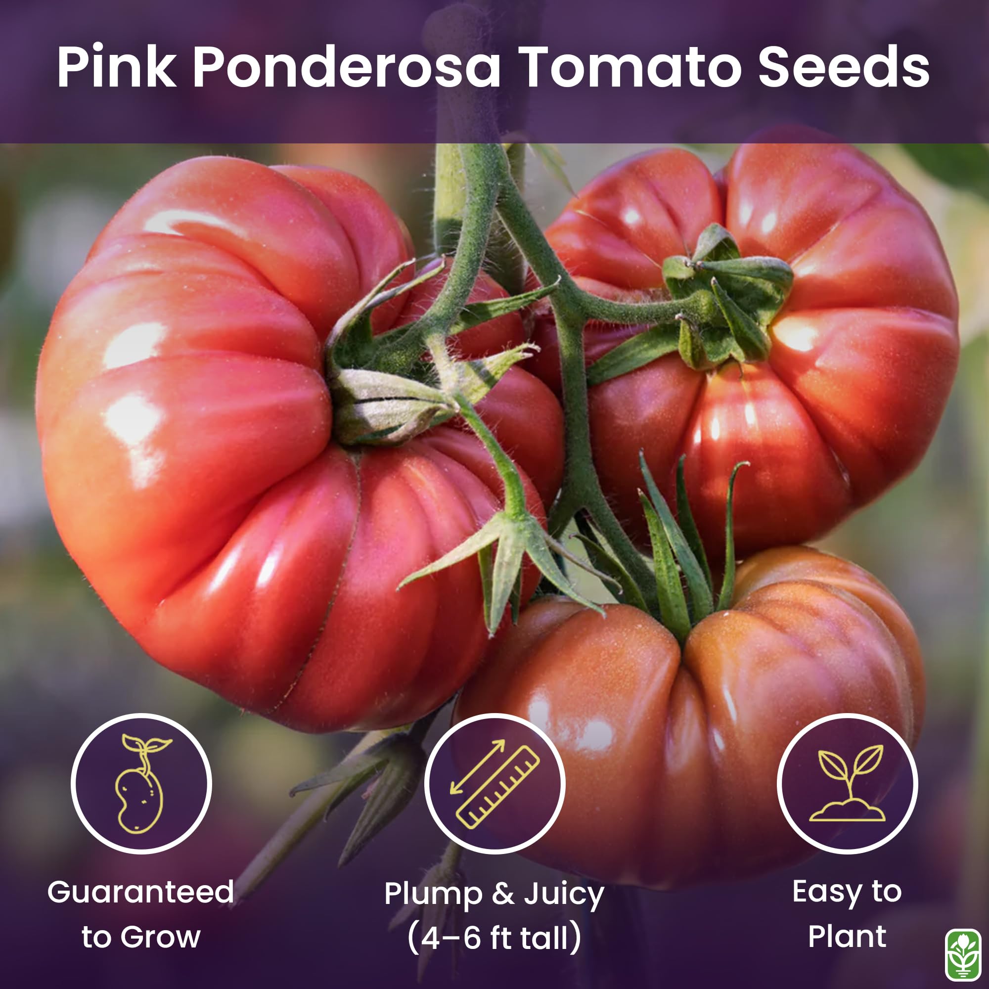 Seedlings indoors ready for Pink Ponderosa growth and large fruit yield