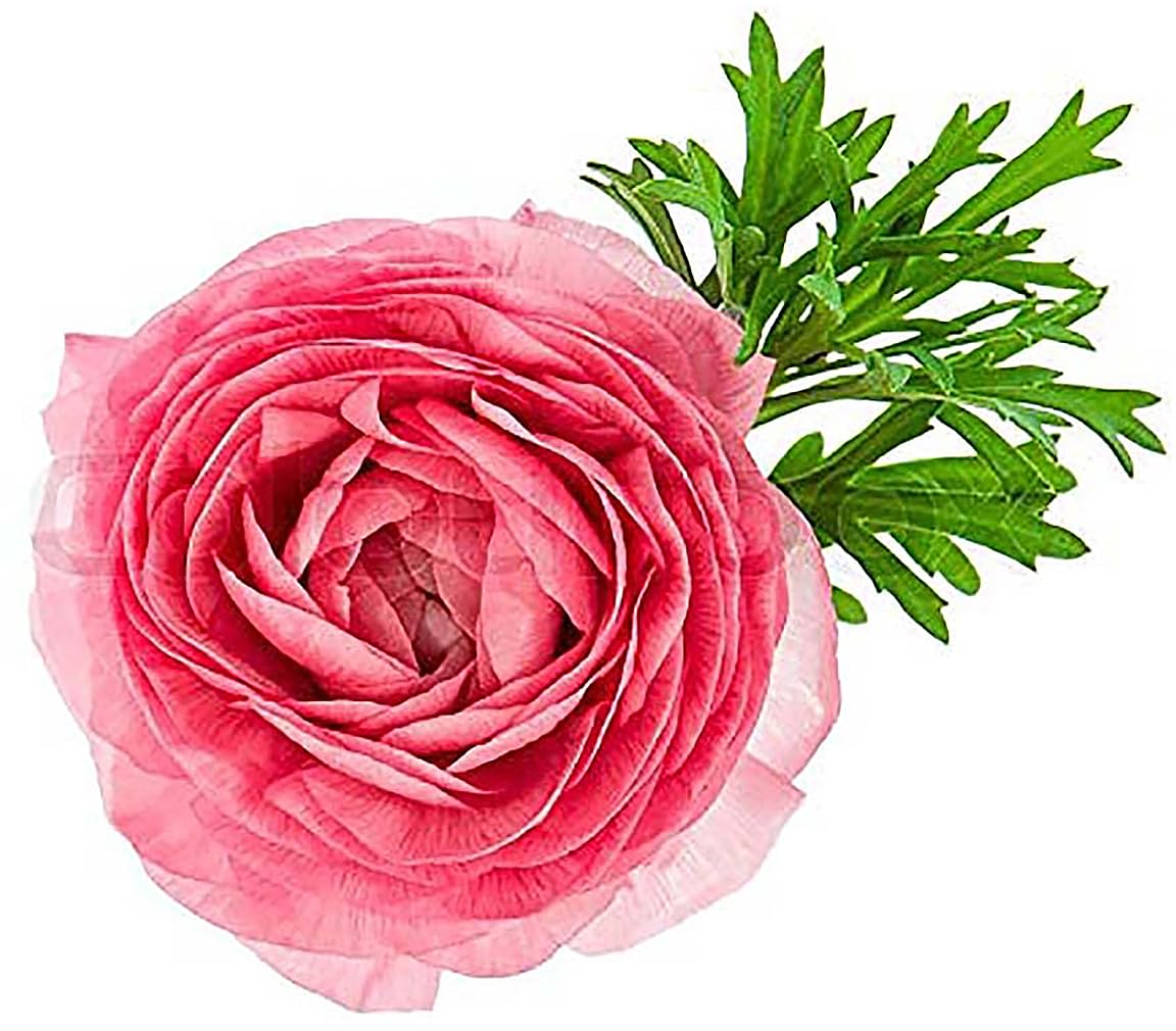 Marde Ross pink ranunculus in garden bed adds border charm.