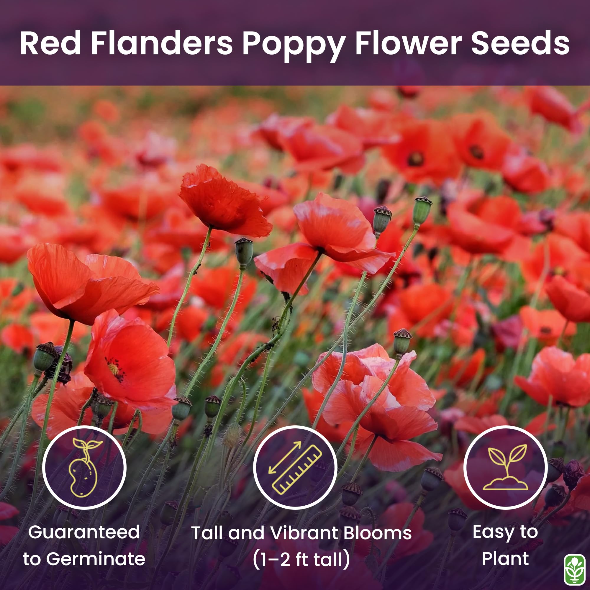Marde Ross poppy seeds for meadow planting and bright color.
