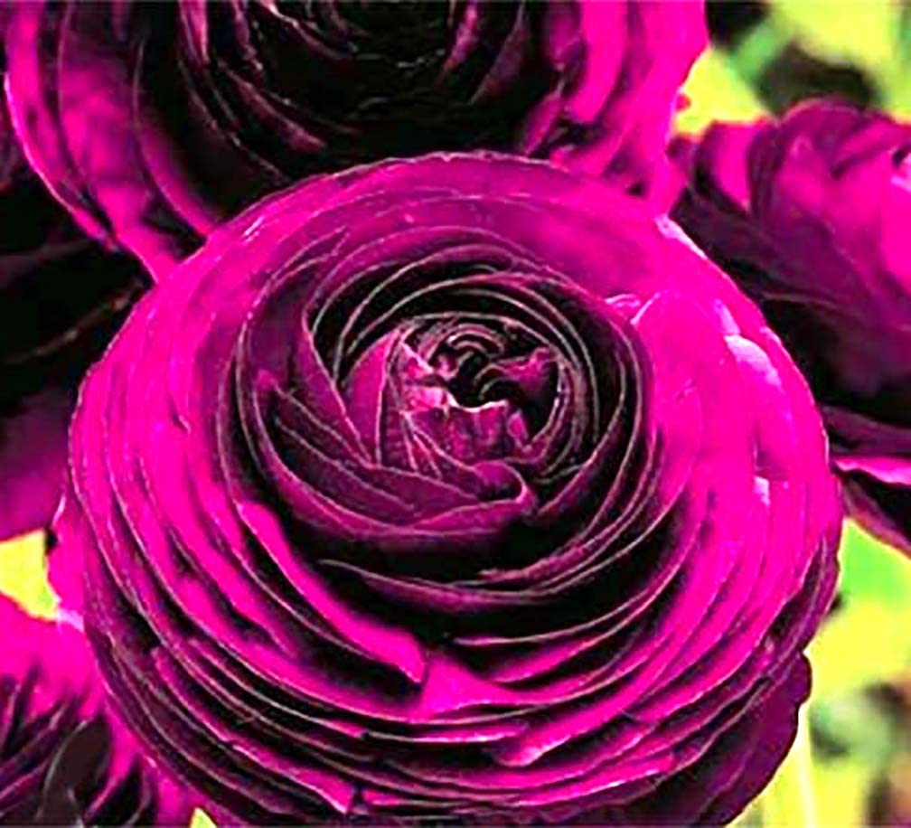 Marde Ross Purple Aviv Peony Ranunculus corms ready for vibrant spring borders