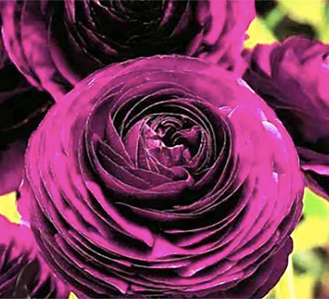 Marde Ross Purple Aviv Peony Ranunculus corms ready for vibrant spring borders