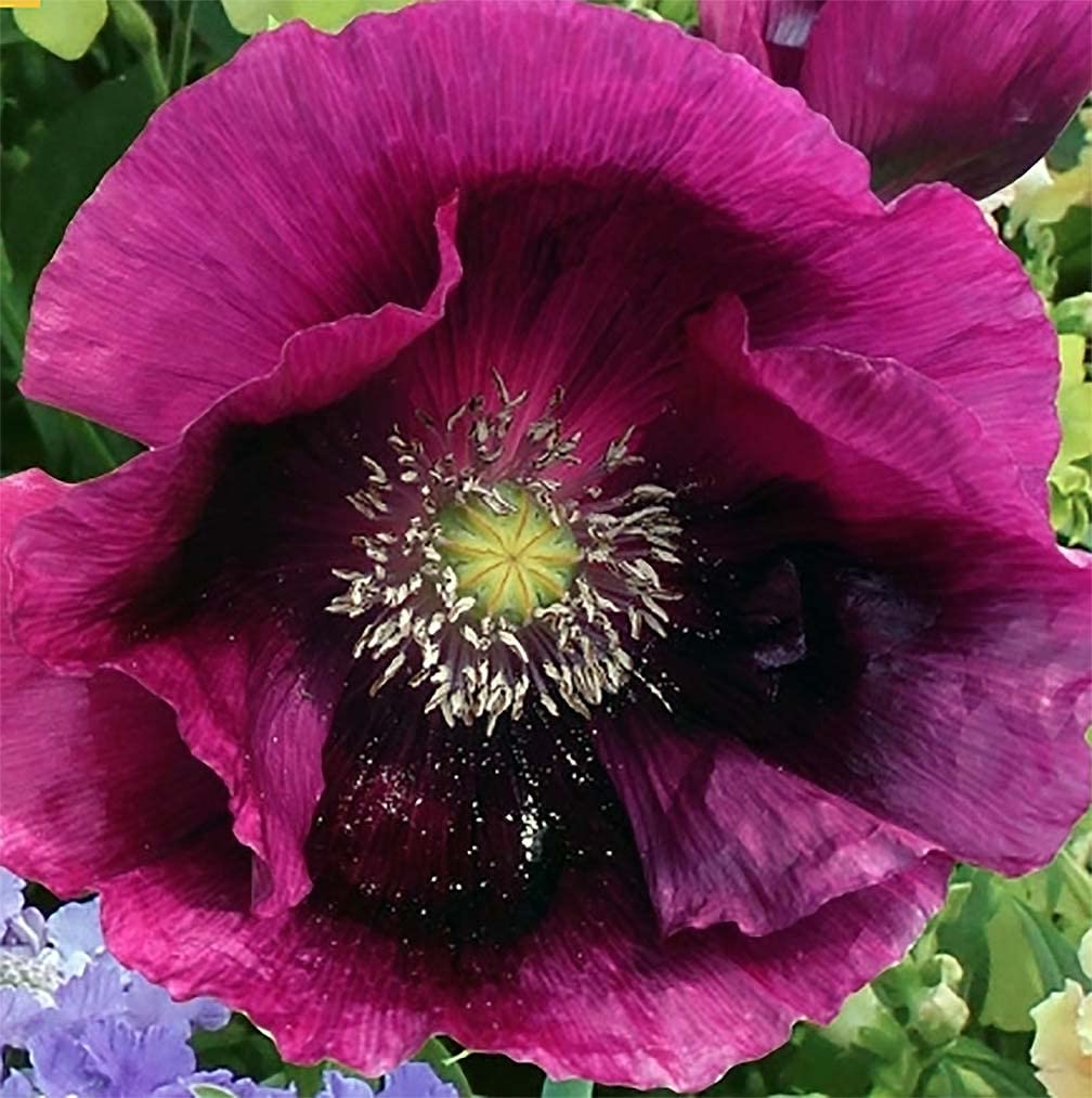 Marde Ross Purple Breadseed Poppy Seeds pack ready for sunlit beds