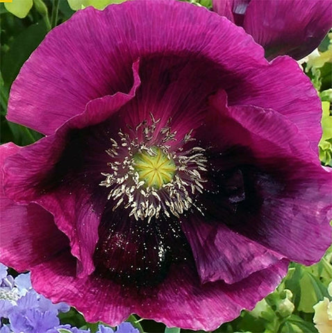 Marde Ross Purple Breadseed Poppy Seeds pack ready for sunlit beds