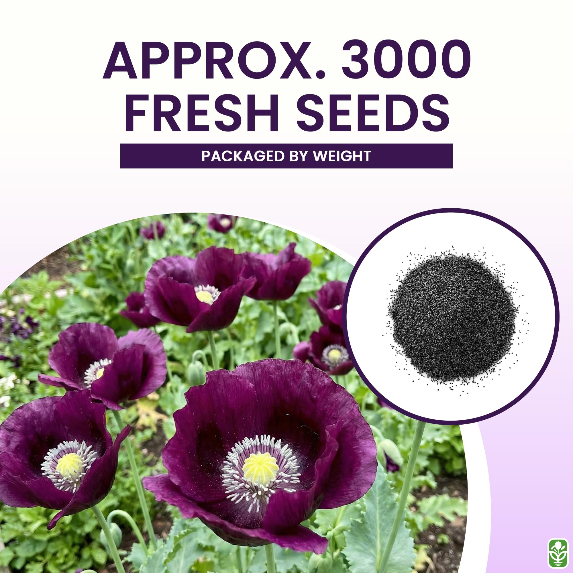 Close-up of purple grape poppy flower head with dark markings