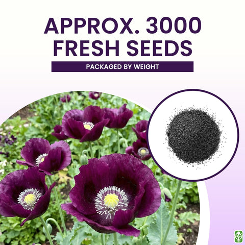 Close-up of purple grape poppy flower head with dark markings