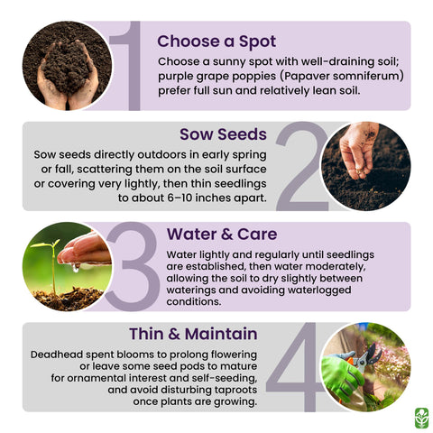 Non-GMO and neonicotinoid-free poppy seeds for home gardens