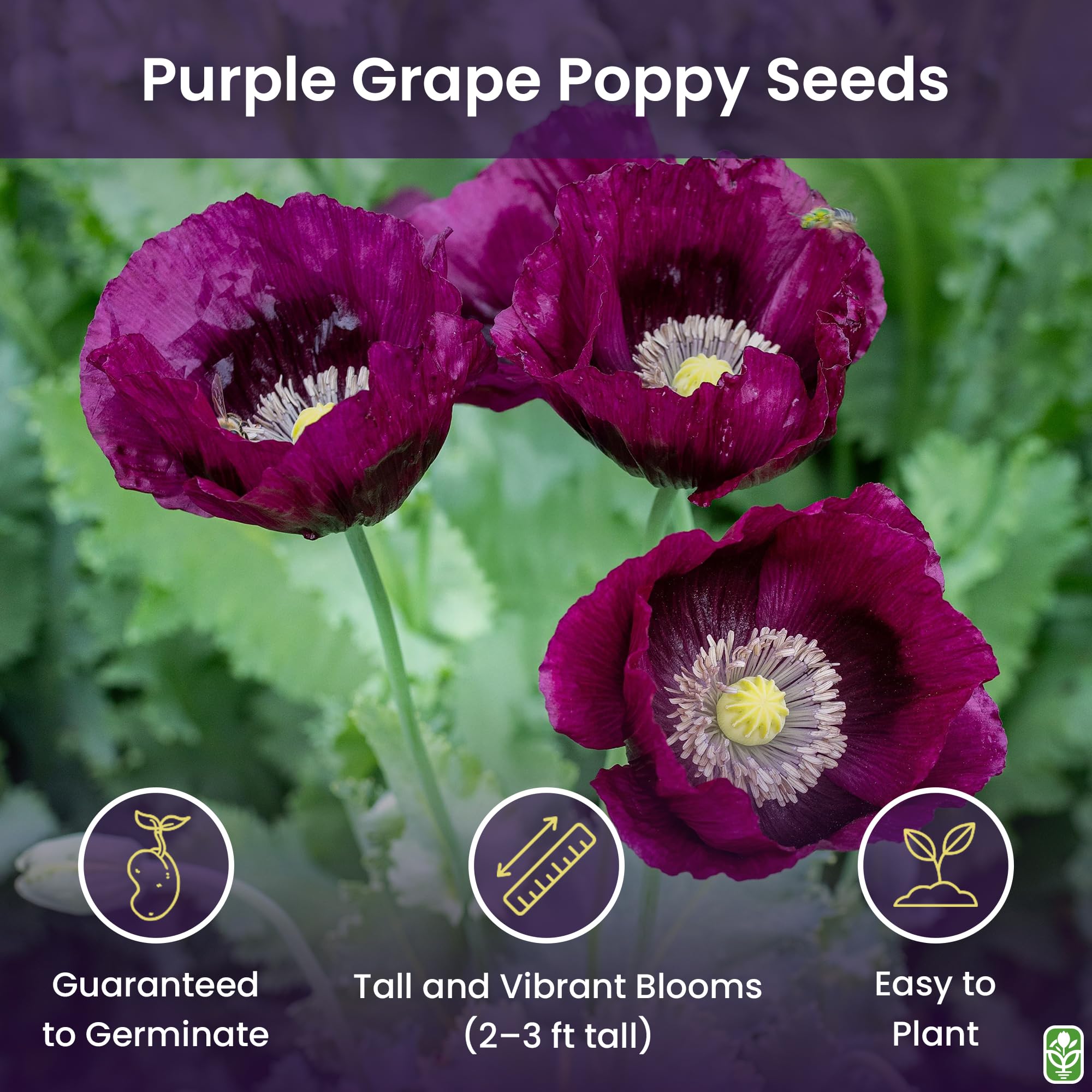Seed batch of Marde Ross Purple Grape Poppy Seeds ready for planting