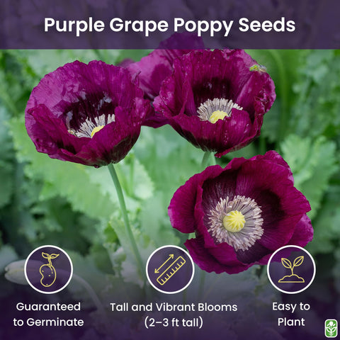 Seed batch of Marde Ross Purple Grape Poppy Seeds ready for planting